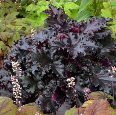 Heihera 'Black Taffeta'